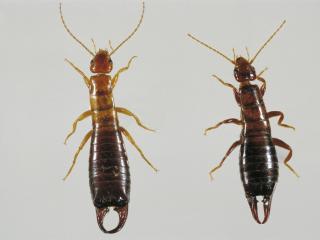 Native earwig: Male on left, female on right