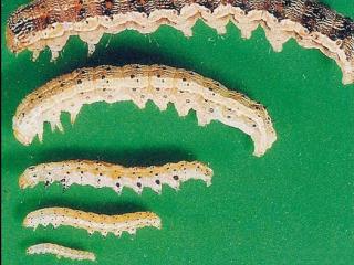 Egg and six instar stages of native budworm