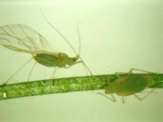 Bluegreen aphid adult and nymph.