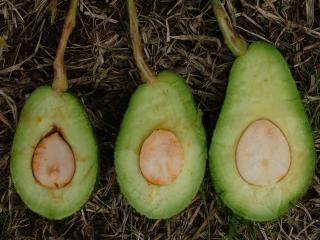 note the dark brown colour of the seed coat and the brown staining of the vascular tissue of the fruit stalk decreases from left to right while fruit size increases from left to right