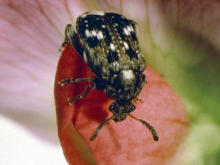 Pea weevil adult is a beetle, note the lack of a weevil snout