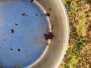 Two European wasps and a fly feeding on meat in a dog food bowl