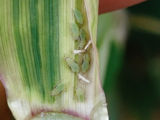 Russian wheat aphids on wheat. Photo courtesy DPIRD