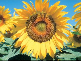 Sunflowers with brown centre and yellow petals against a blue sky.