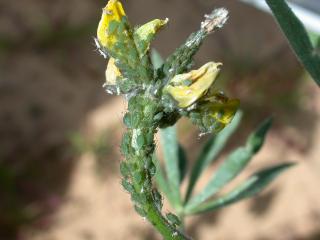 Bluegreen aphids on flowering bud of lupin.