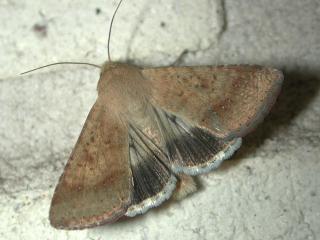 Native budworm moths are usually 20 mm long and 35 mm across on the outstretched wing