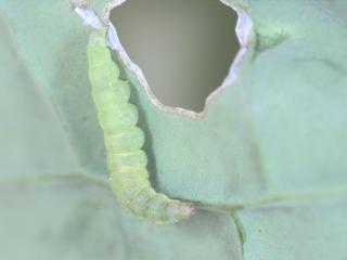 Diamondback moth caterpillar and chewed through holes in canola leaf.