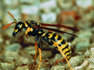 Close up photo of a paper wasp showing orange-black antennae