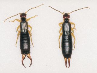 Close up view of two European earwigs. Adult male on the left and female on the right.