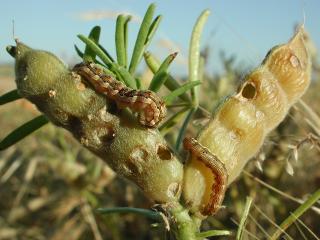 Native budworm caterpillars chewing into lupin pods.