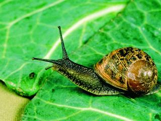 Brown snail on a vegetable leaf.