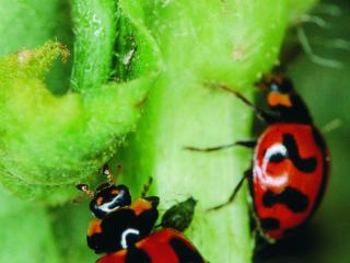 Two red ladybirds with black spots.