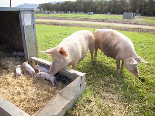 Free range pigs and piglets feeding