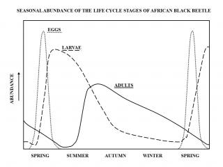 Seasonality of life stages of African black beetle