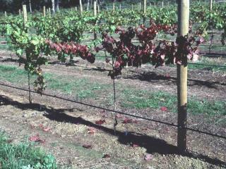 Foliage of red grape variety damaged by stem damage from African back beetle adults turns red prematurely