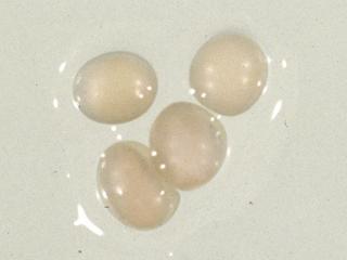 Eggs of African black beetle are white to cream and slightly oval shaped