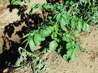 Potato plants wilt after the stems are attacked at ground level by African black beetle adults