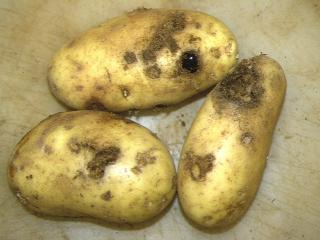 Potato tubers with deep holes from feeding damage by African black beetle adults are rejected at market