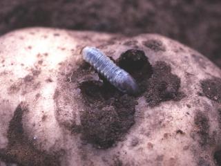 Potato tubers with deep holes from feeding damage by African black beetle larvae are rejected at market