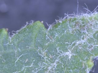 Apple rust mites on apple leaf, highly magnified.