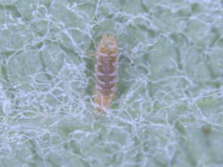 Larva of a predatory fly on an apple leaf infested with apple rust mite.