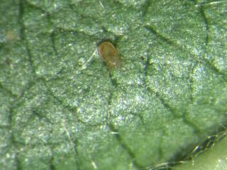 This predatory mite from the Amblyseius, bellinus group, feeds on apple rust mite
