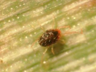 An adult brown wheat mite