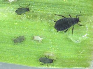 Adult corn aphid and nymphs on a leaf