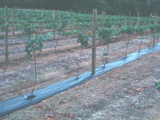 Grapevines planted under black plastic can help prevent African black beetle adults from feeding on the vine stem