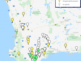 Map of aphid and turnip yellow virus (TuYV) presence or absence findings by DPIRD yellow sticky traps this season to date across the WA grainbelt.