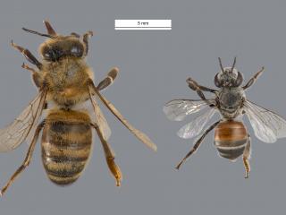 Photo comparing European honey bee and Red dwarf honey bee