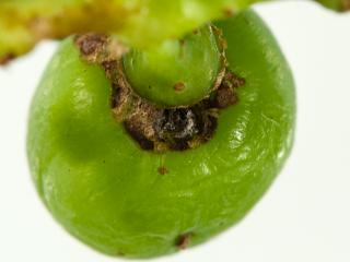 Scarring around the base of a grape by apple looper larvae