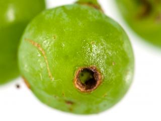 Cavity in a grape caused by apple looper larva