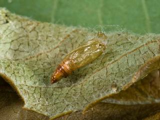 Apple looper pupae are about 20 mm long and form within a silk sleeve on plant foliage