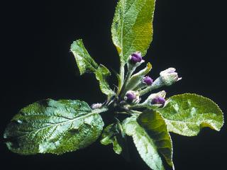 Pink bud stage in apples - the time to start monitoring for apple dimpling bug. Photo courtesy NSW DPI