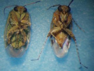 Apple dimpling bugs femaleon left and male. Females have a slit like ovipositor and are pale green while males are pale brown