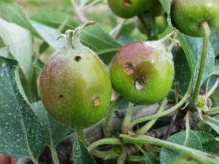 Holes in apple fruit by apple looper