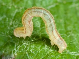 Apple looper larvae are green/brown and when mature are about 20 mm long and about 1mm diameter. They move with typical looping action