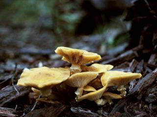 Mushroom-like funghi of Armillaria.