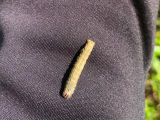 An armyworm caterpillar