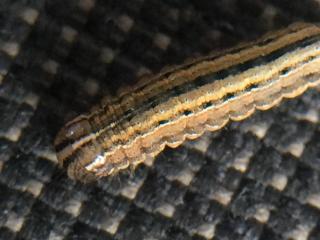 An armyworm caterpillar with three parallel white stripes on the collar just behind the head