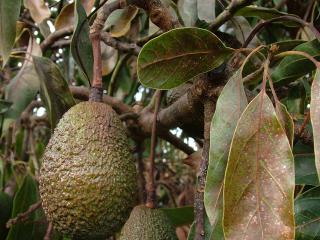 moderately frost affected avocado fruit showing brown fruit stalks and fruit with a brown tinge
