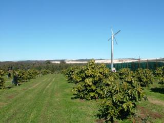 four blade wind machine stands tall in a young avocado orchard