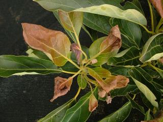 mildly damaged brown and curled young leaves