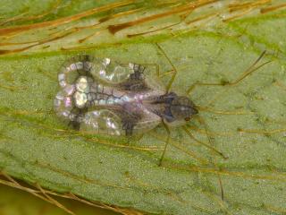 Spotted and pale azalea leaf with an azalea lace bug on it.