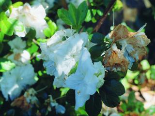 White flowered bush with brown blight on the petals.