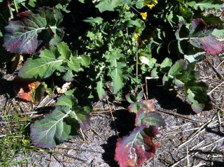 Canola plants displaying symptoms of Beet western yellow virus