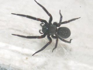 Close up photo of a black house spider