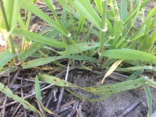 Spot form net blotch lesions on barley plants