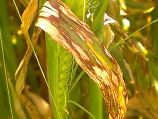 Scald, a disease on barley